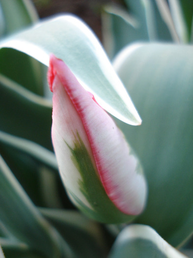 Tulipa Esperanto (2011, April 26)