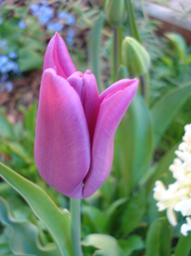 Tulipa Maytime (2011, April 21)
