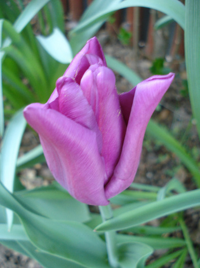 Tulipa Maytime (2011, April 21) - Tulipa Maytime