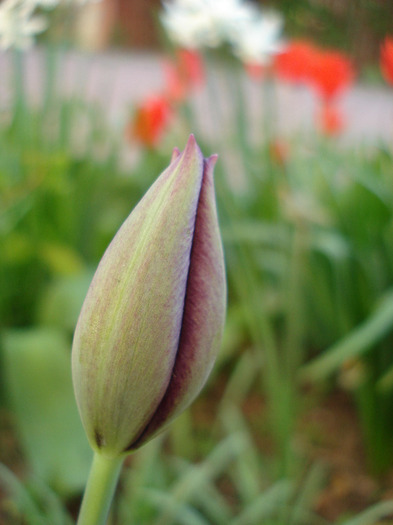 Tulipa Queen of Night (2011, April 24) - Tulipa Queen of Night