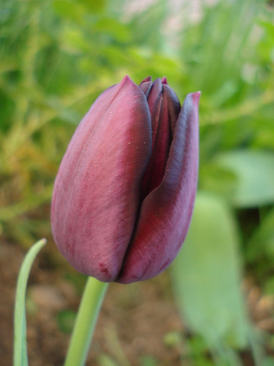Tulipa Queen of Night (2011, April 24) - Tulipa Queen of Night