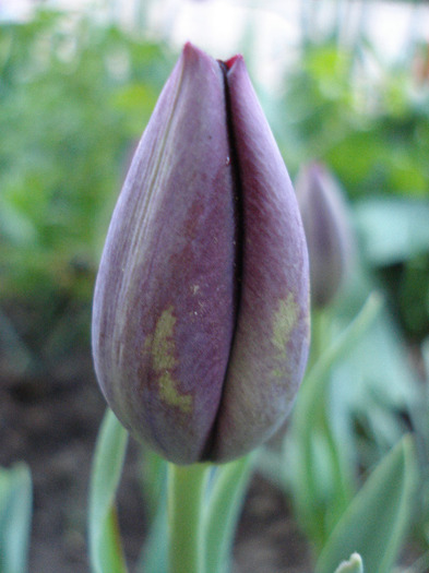Tulipa Queen of Night (2011, April 24)