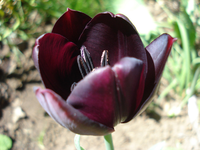 Tulipa Queen of Night (2011, April 25)
