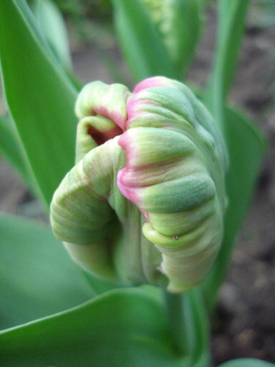 Tulipa Air (2011, April 16)