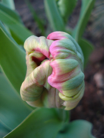 Tulipa Air (2011, April 17) - Tulipa Air Parrot