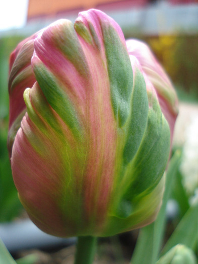 Tulipa Air (2011, April 19)