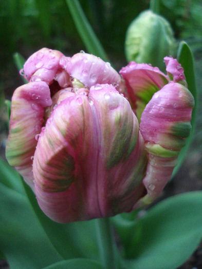 Tulipa Air (2011, April 19)