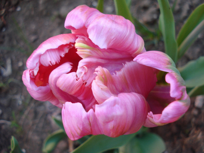 Tulipa Air (2011, April 21) - Tulipa Air Parrot