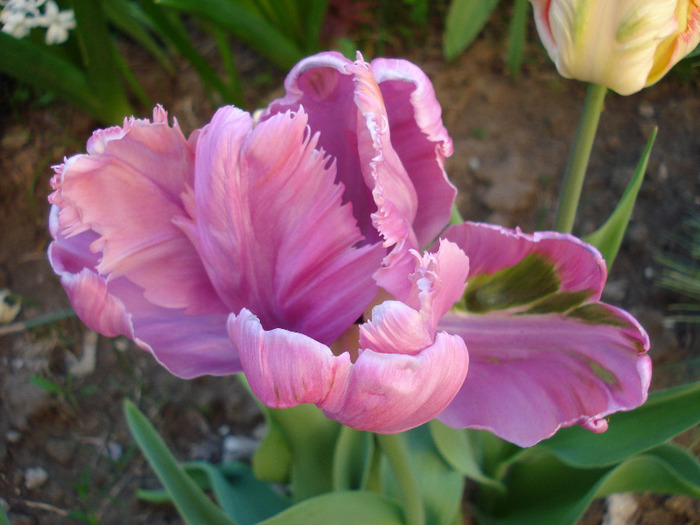 Tulipa Air (2011, April 24)