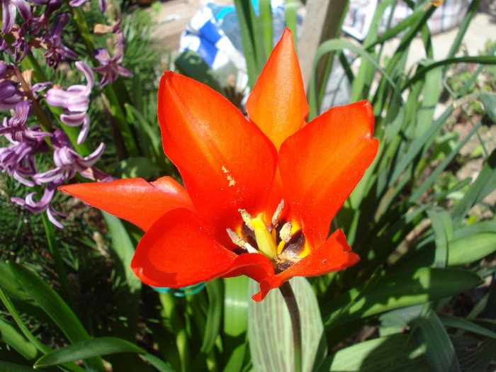 Tulipa Red Riding Hood (2011, April 21)