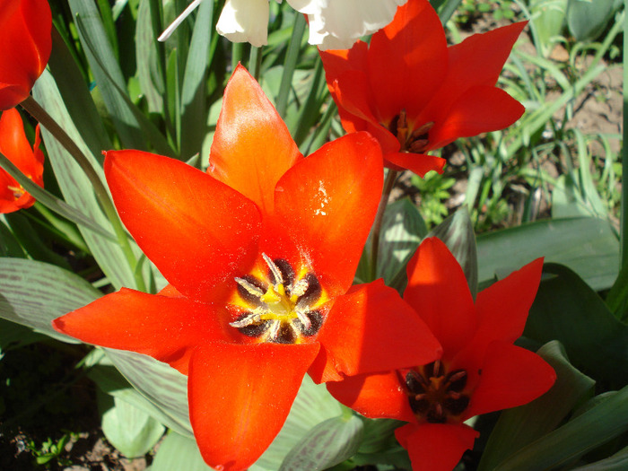Tulipa Red Riding Hood (2011, April 21)