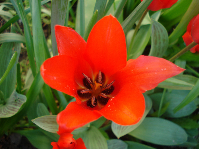 Tulipa Red Riding Hood (2011, April 24)