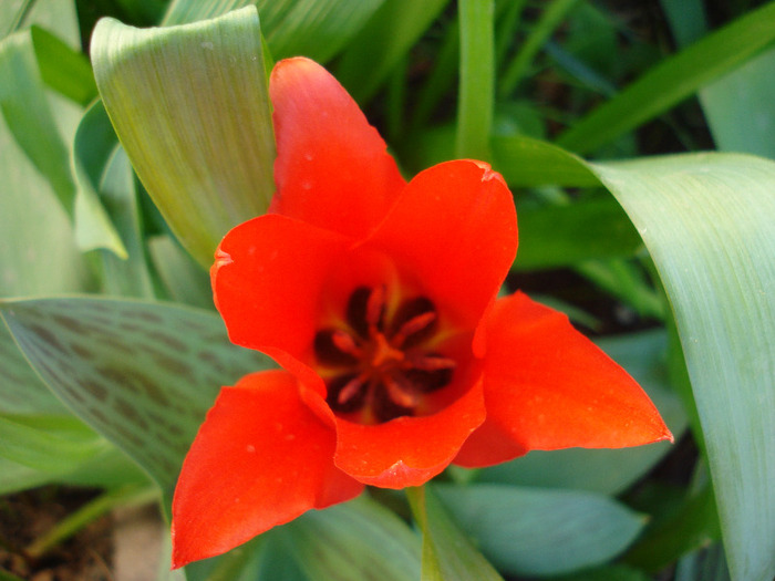 Tulipa Red Riding Hood (2011, April 24)