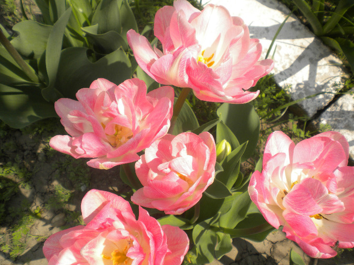 DSCN0959