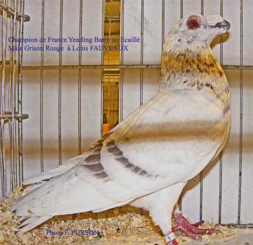 dragongrisonrougex500