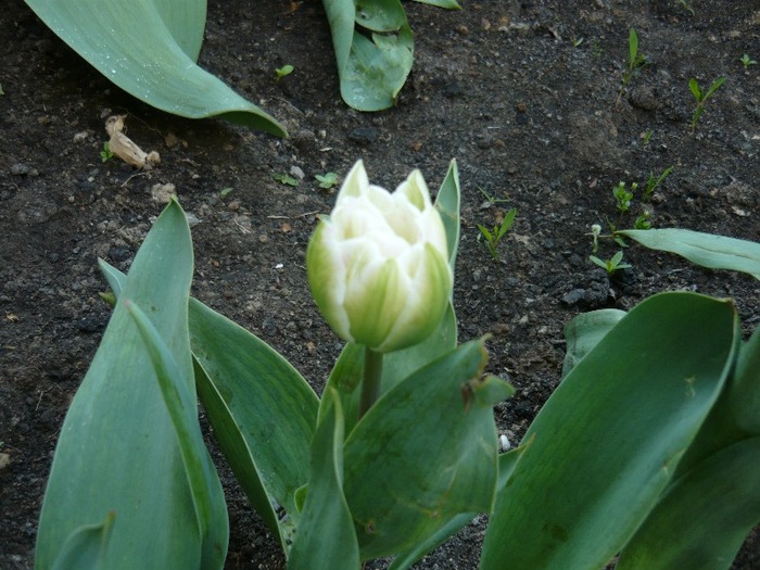 P1030263