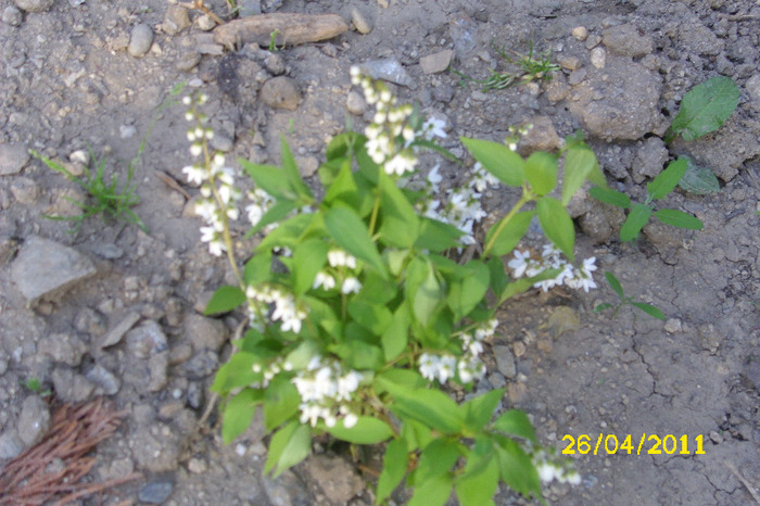 deuzia gracilis - Arbusti diversi din gradina mea