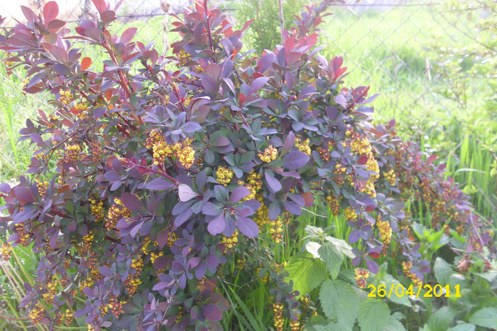 berberis atropurpurea - Arbusti diversi din gradina mea