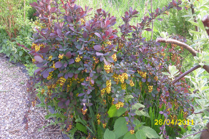 bereberis atropurpurea