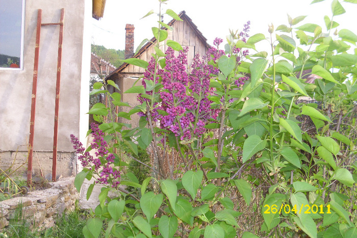 liliac mov - Arbusti diversi din gradina mea