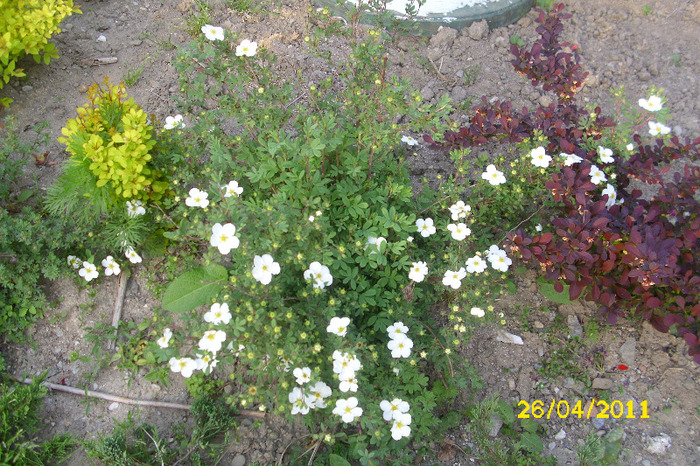 potentilla alba