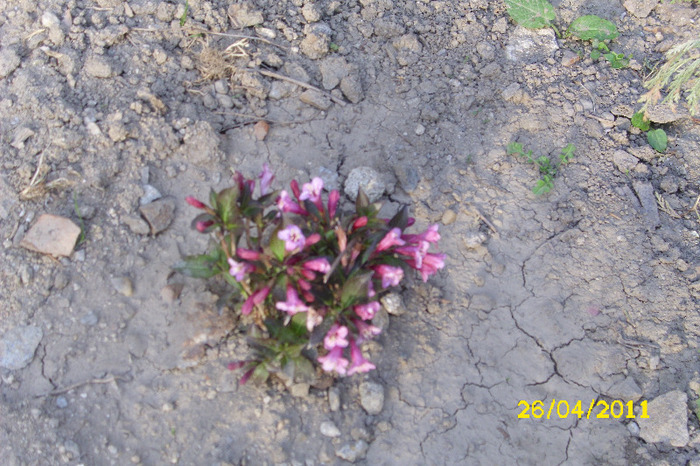 weigella nana purpurea - Arbusti diversi din gradina mea