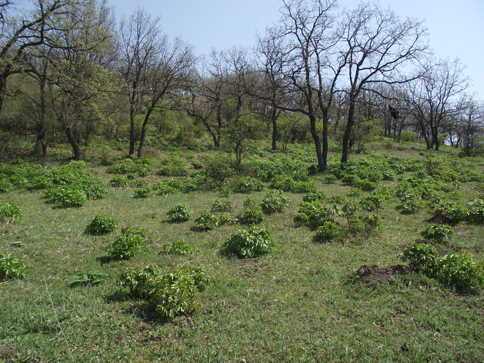 camp de bujori - manastirea CELIC