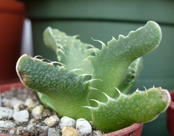 F.tuberculosa - profil - Faucaria