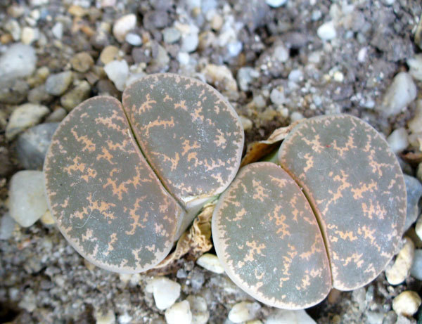 Lithops.2011; Anul doi, "frunze" noi...
