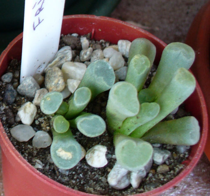 Frithia pulchra. 2011 - Frithia