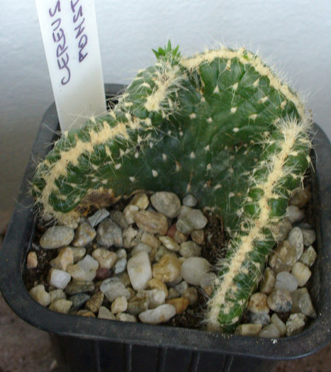 C. monstruosa cristata.2011 - Cereus