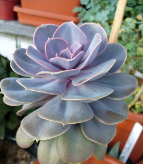 Echeveria Perle von Nurnberg