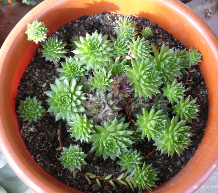 Sempervivum. 2009