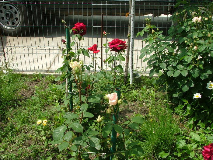 DSCF9055 - Trandafiri 2010