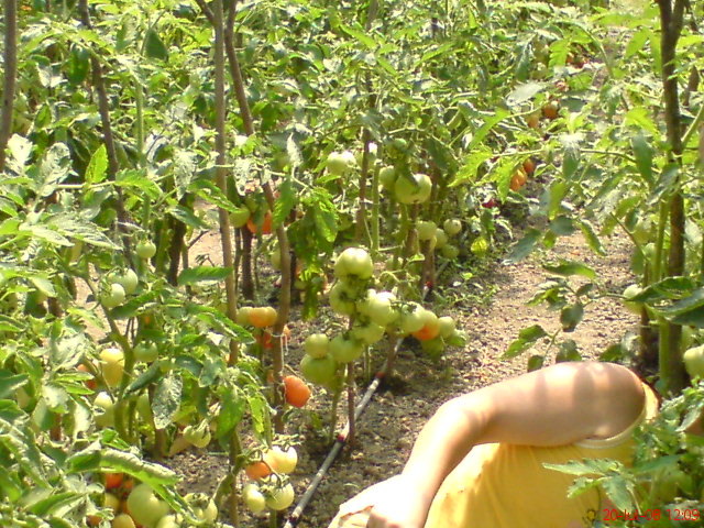 DSC00901 - gradina cu legume