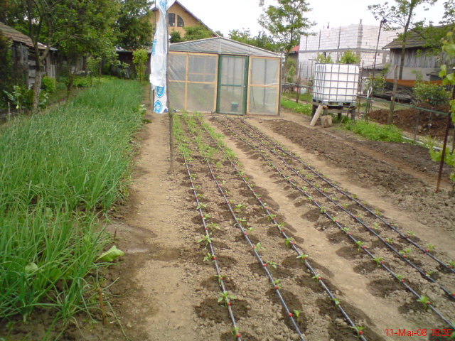 DSC00528 - gradina cu legume