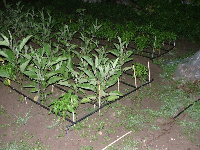 DSCF0202 - gradina cu legume