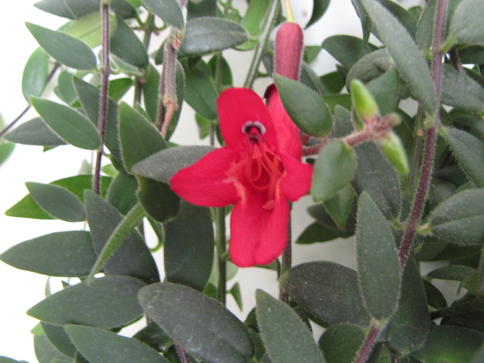 Aeschynanthus 22 apr 2011 (3)