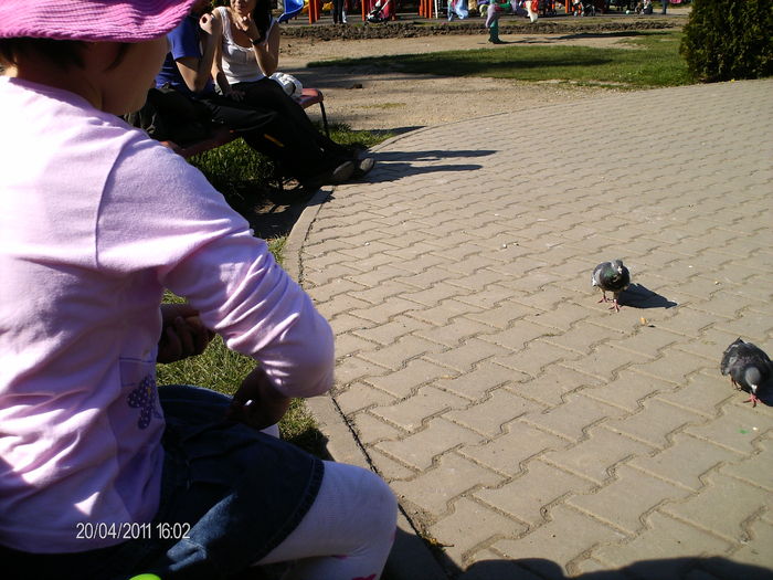 porumbei flamanzi...:))