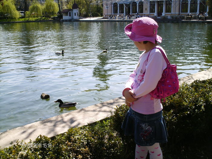 privim ratele de pe lac