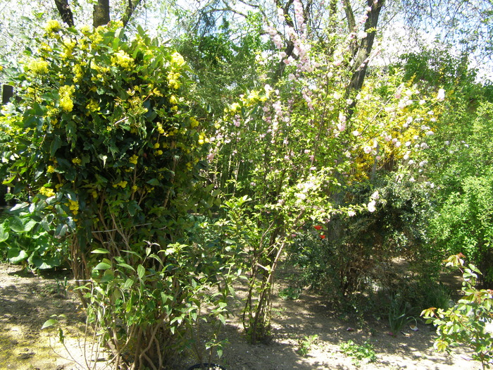 Mahonie si Prunus triloba - Gradina 2011