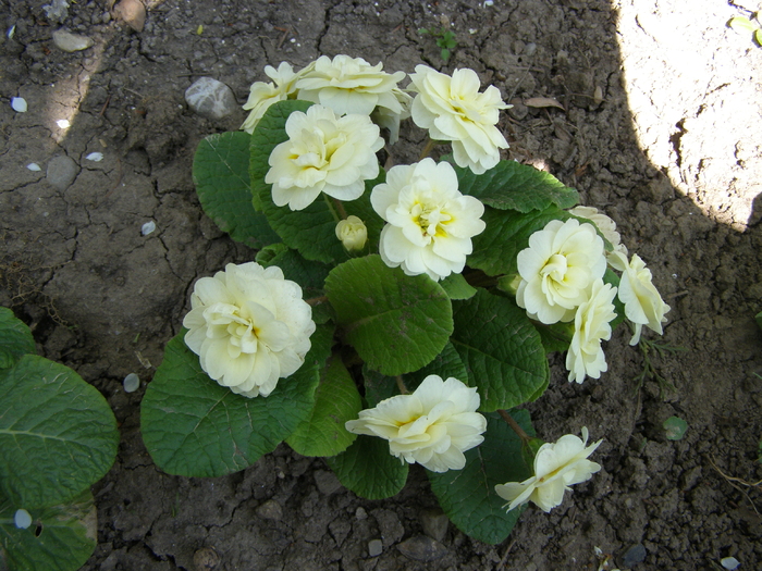 Primula cea Frumoasa - Gradina 2011