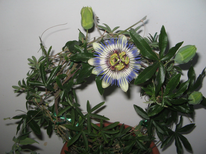 27.04.2011 - Passiflora 2011