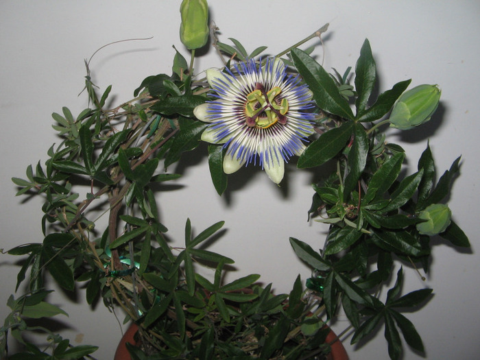 27.04.2011 - Passiflora 2011