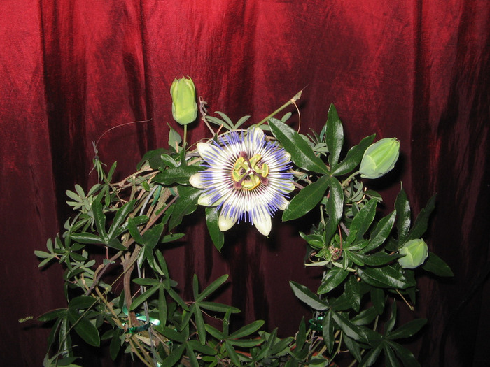 27.04.2011 - Passiflora 2011