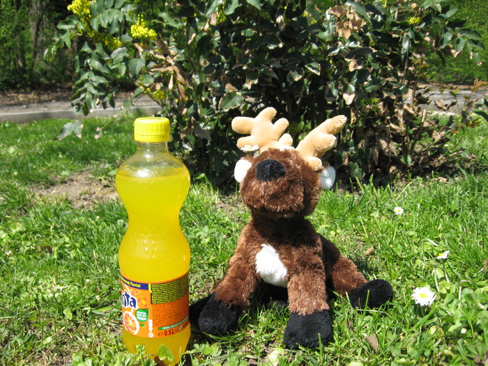 d.rudolph si fanta - Webkinz poze modificate