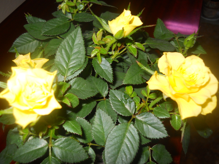 DSCN1051