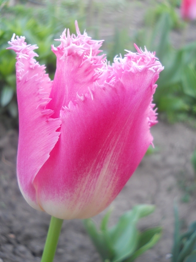 DSCN1058
