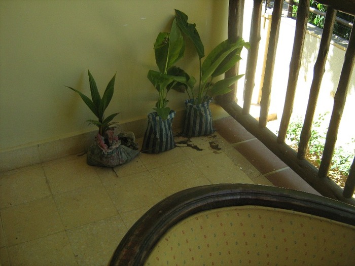 arbore calator in dreapta 4 ian 2011 - palmier Ravenala madagascariensis-arborele calatorului