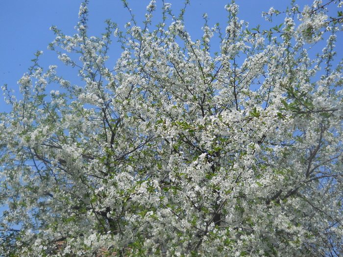 DSCN1090